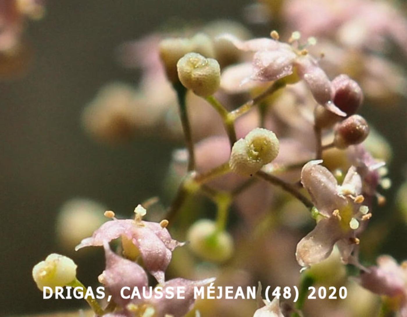 Bedstraw, [Oblique] fruit